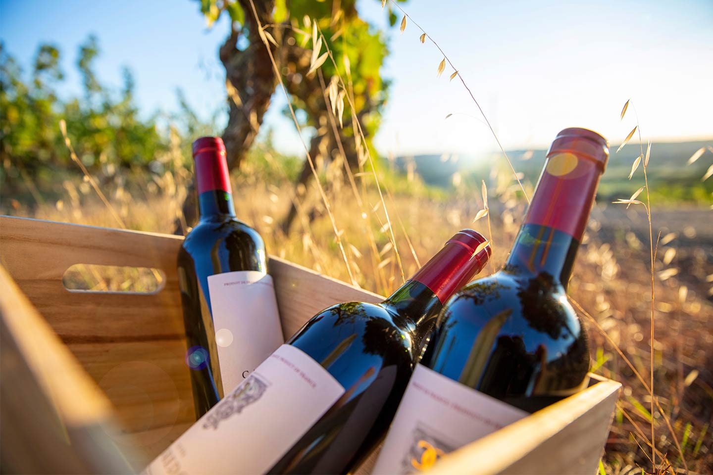 Bottles of wine in a wooden crate amidst the vineyards