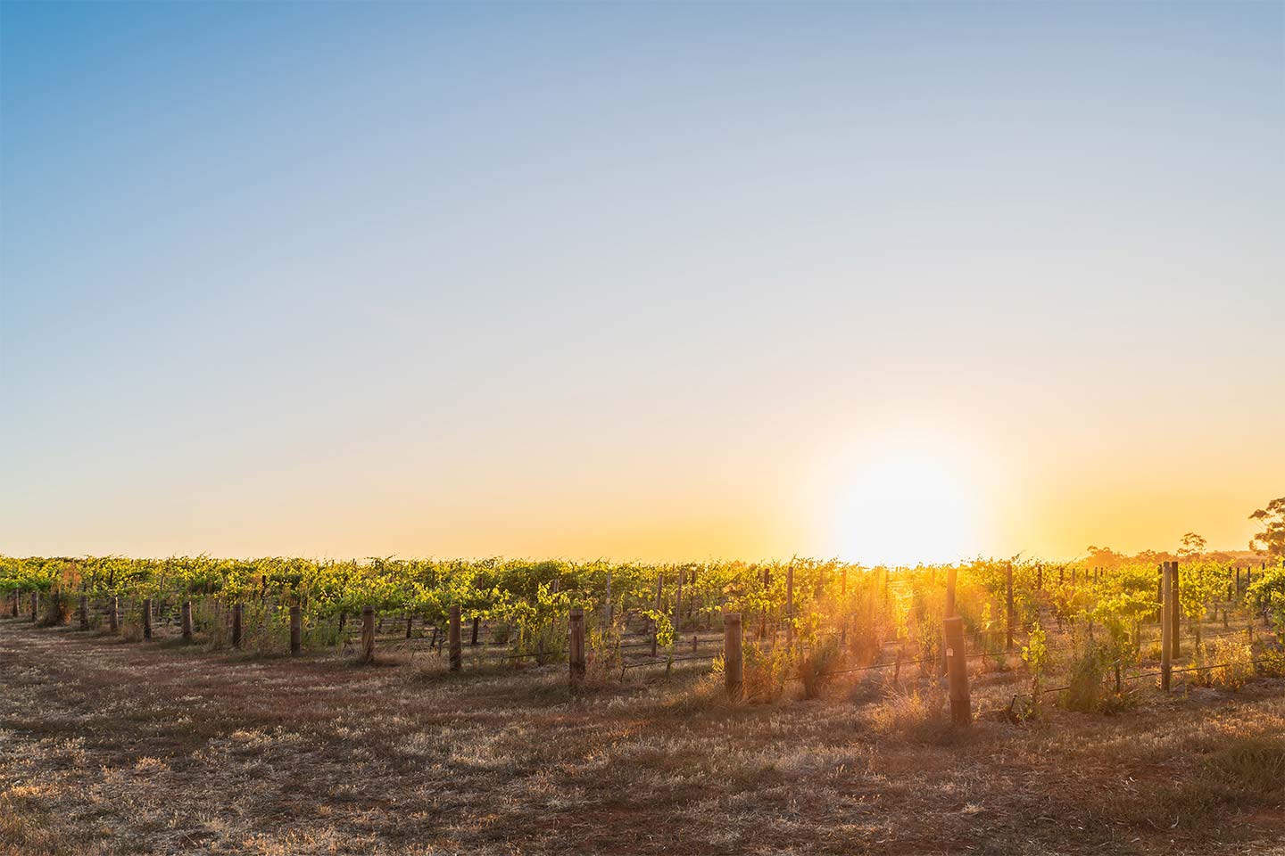 vineyard with sunset
