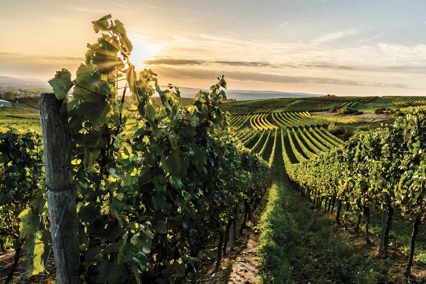 risk-management-viticulture